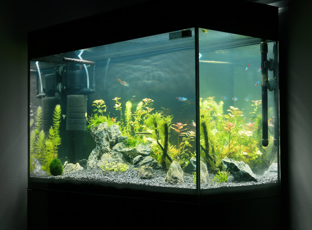 Beautiful planted tropical freshwater aquarium with fishes_M