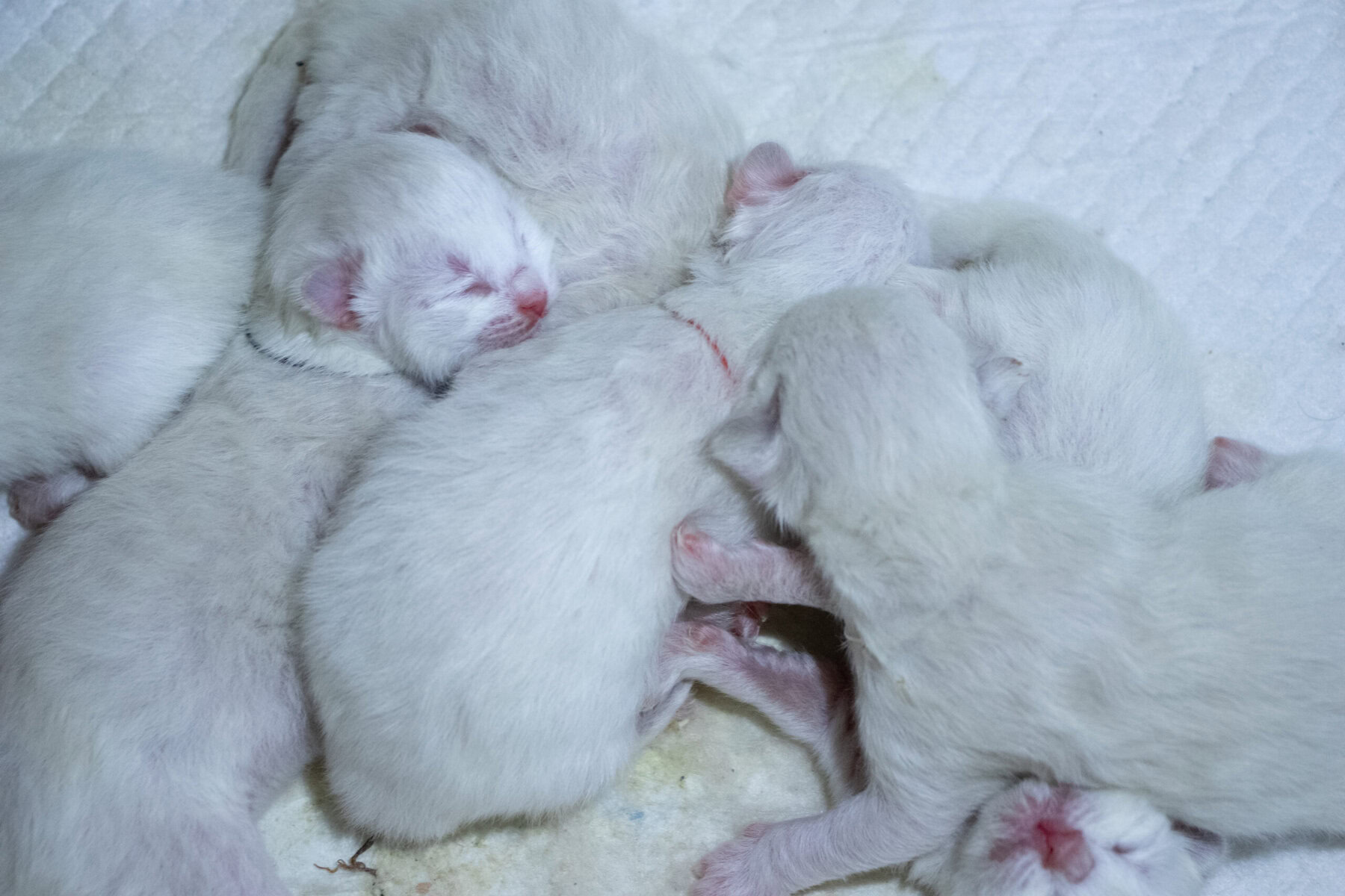 Bunch of adorable tiny white newborn ragdoll kittens sleeping on each other