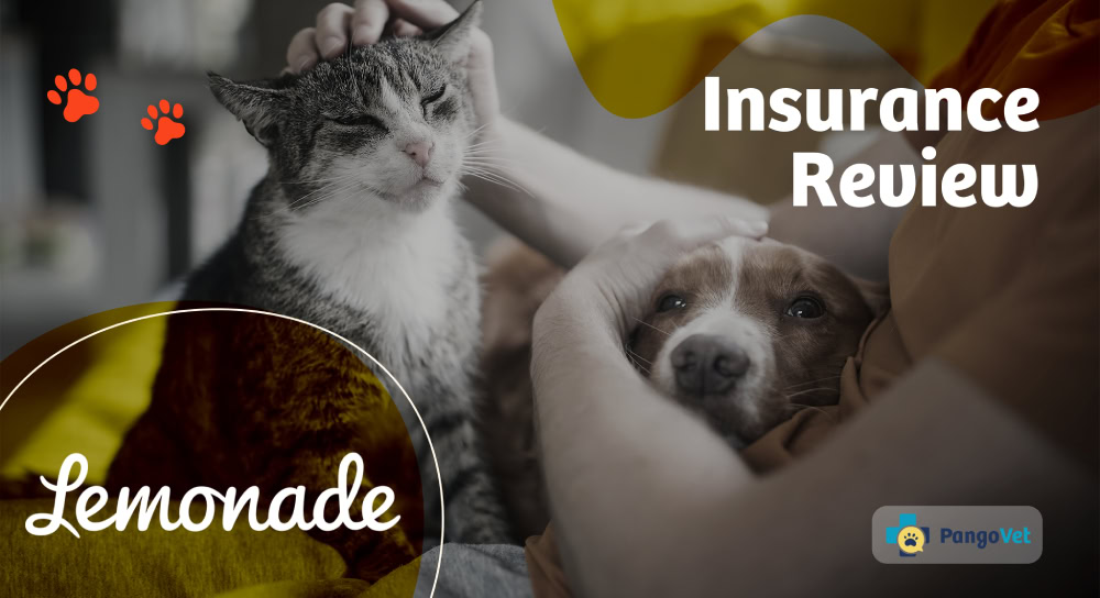 Lemonade Insurance logo