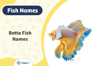 100+ Betta Fish Names: Ideas for Unique & Cool Fish | The Vet Desk