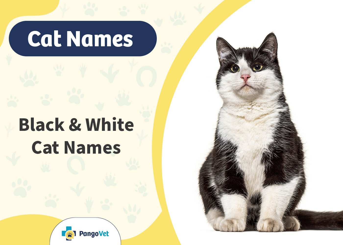 PangoVet_Black & White Cat Names