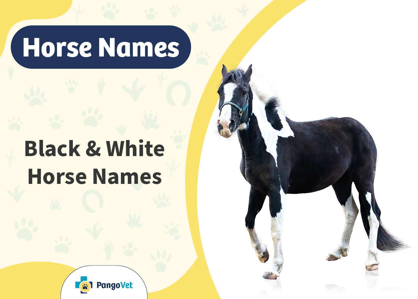 PangoVet_Black & White Horse Names