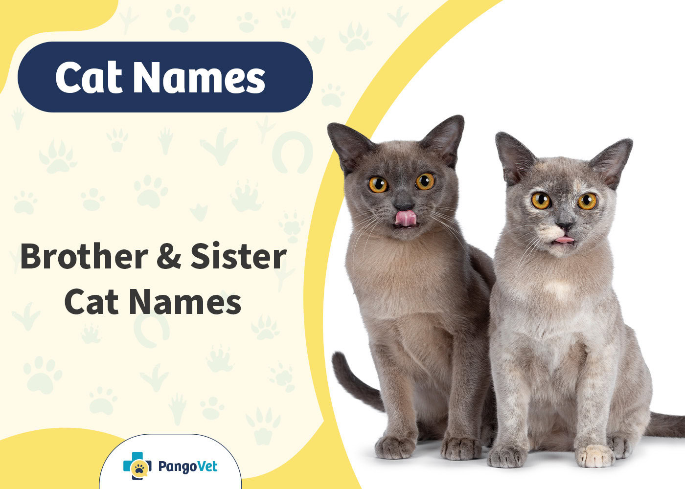 PangoVet_Brother & Sister Cat Names