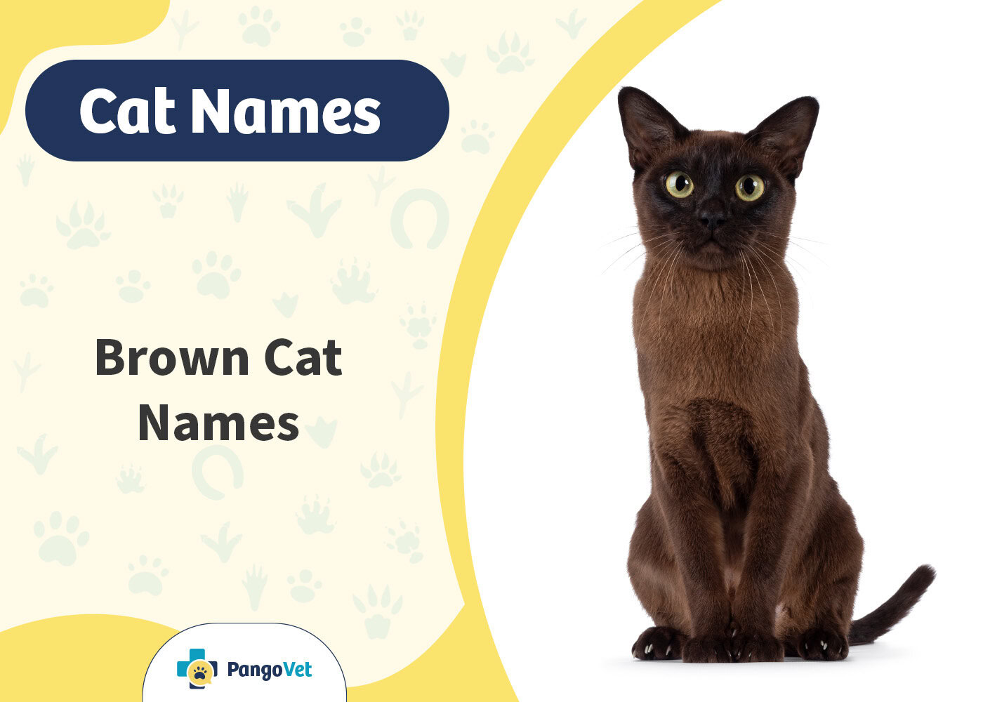 PangoVet_Brown Cat Names