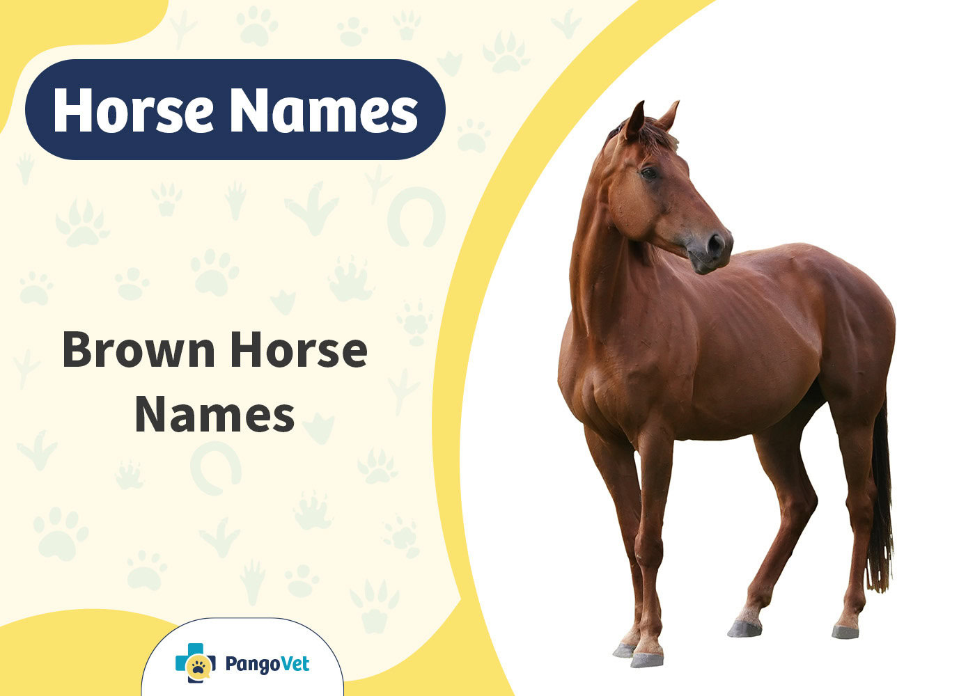 PangoVet_Brown Horse Names