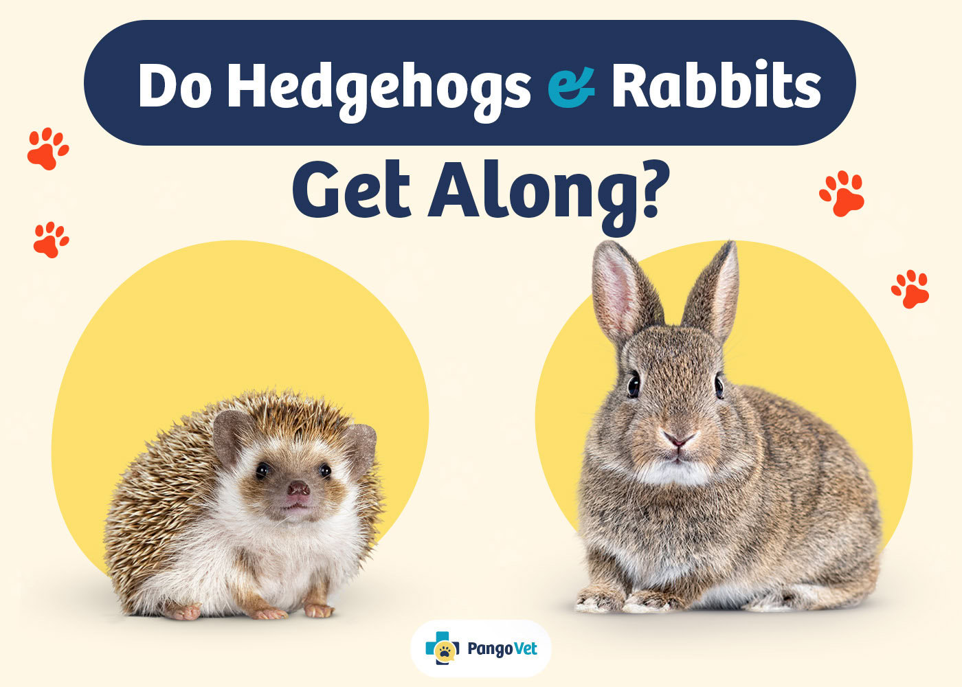 PangoVet_Hedgehogs & Rabbits Get Along_v1_Aug 8 2024