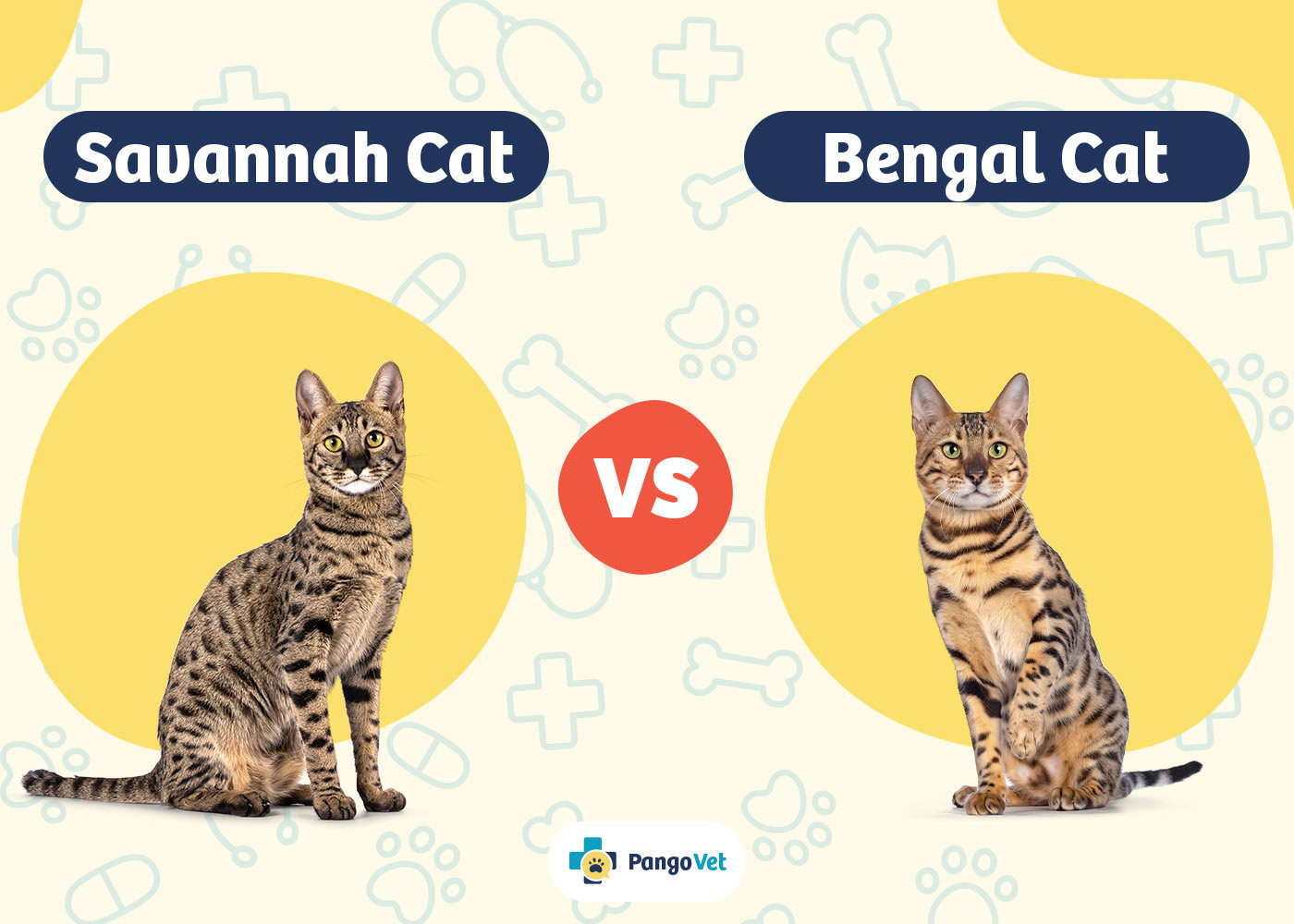 PangoVet_Savannah Cat vs Bengal Cat