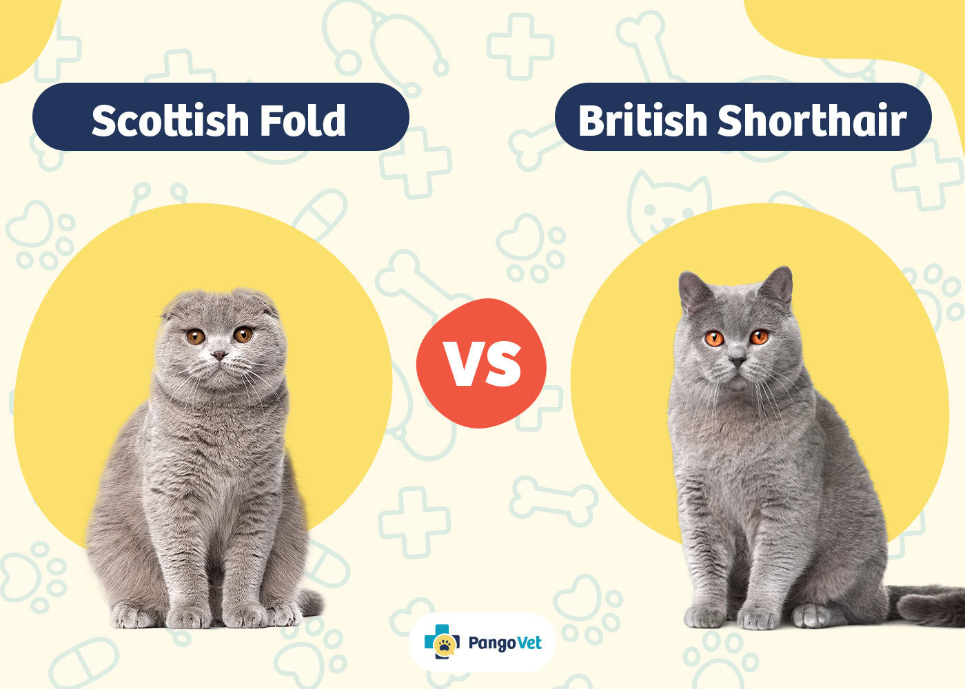 PangoVet_Scottish Fold vs British Shorthair