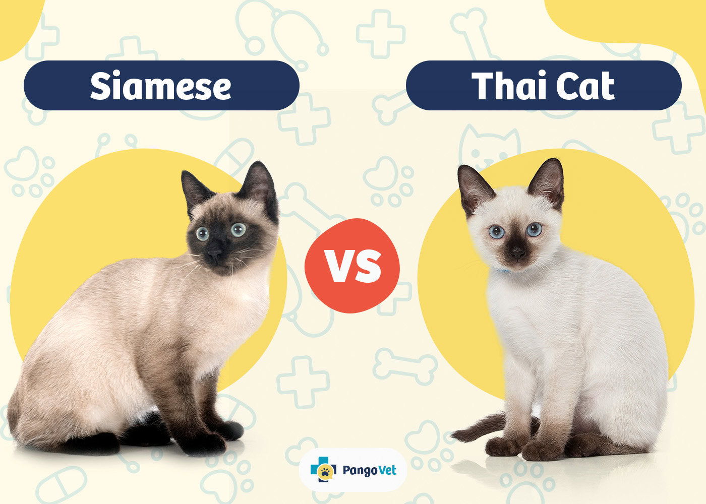 PangoVet_Siamese vs Thai Cat