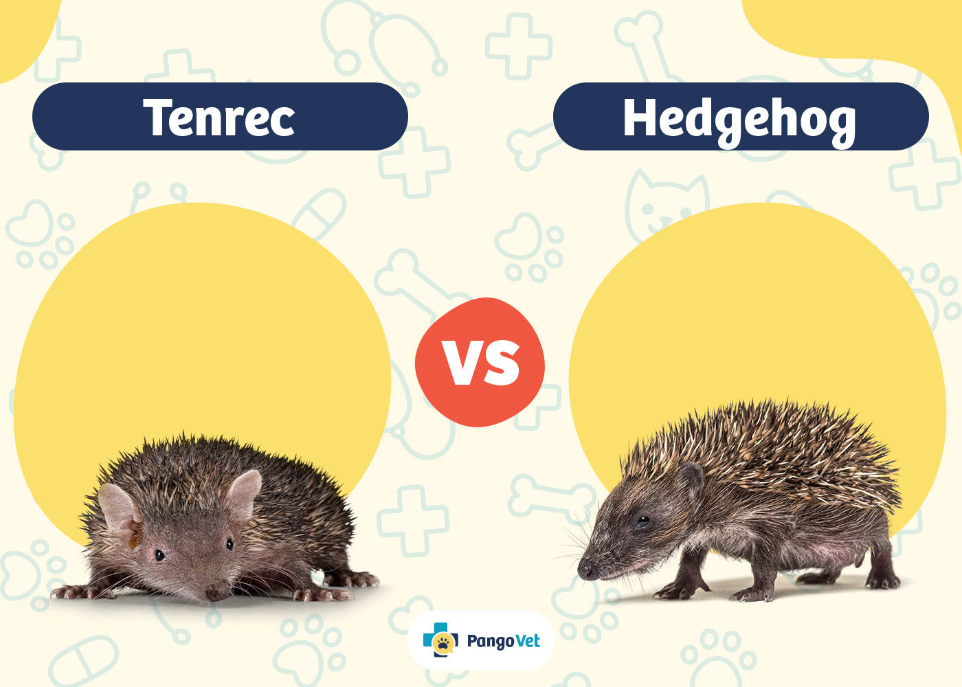 PangoVet_Tenrec vs Hedgehog
