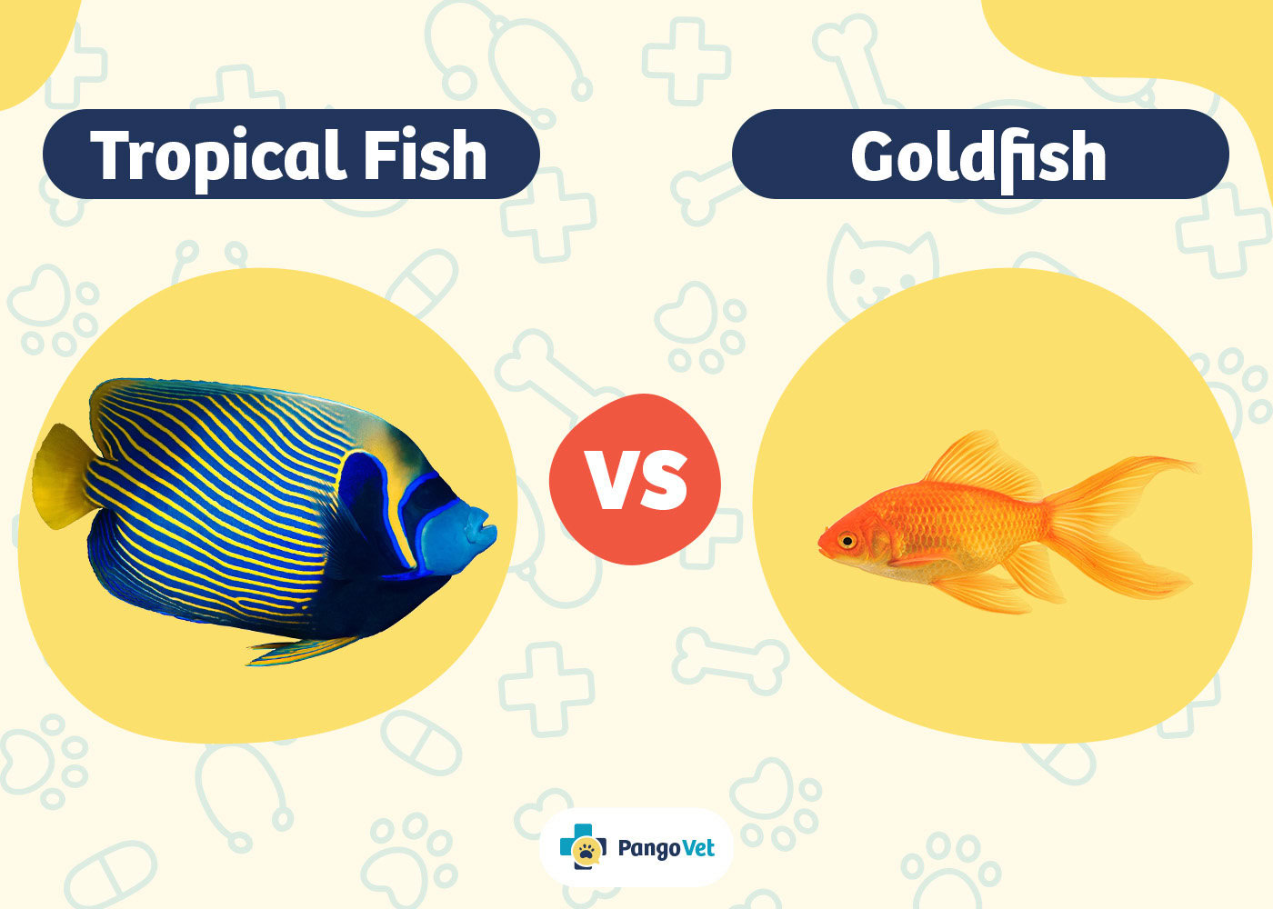 PangoVet_Tropical Fish vs Goldfish