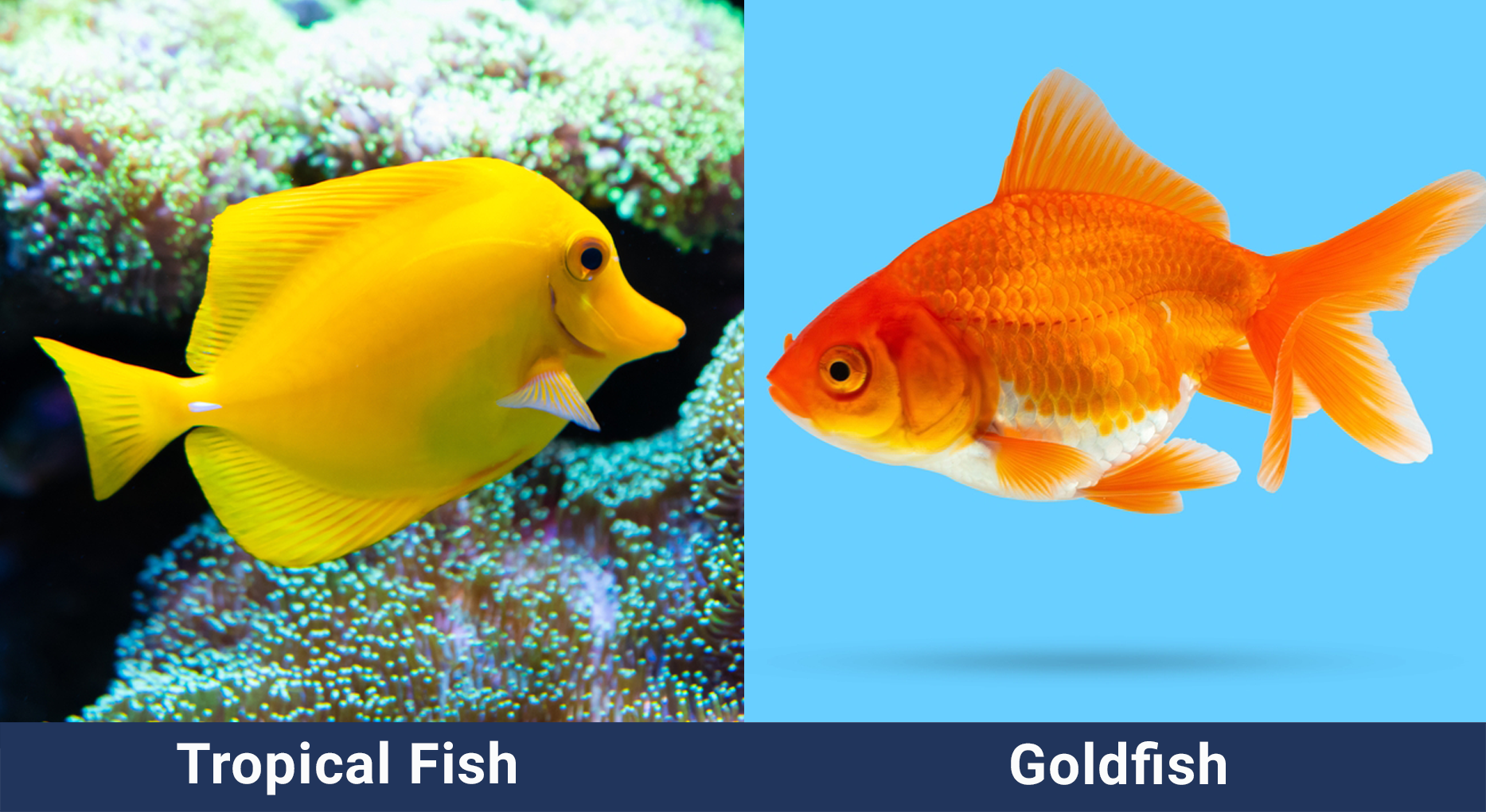 Tropical Fish Vs Goldfish
