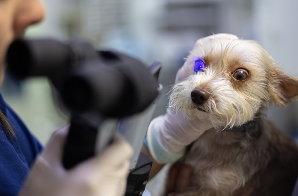 Vet checking dog eyes at the clinic
