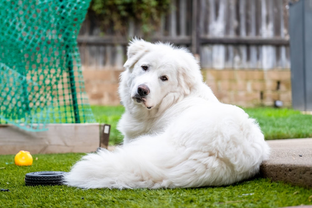White Dog Great Pyrenees