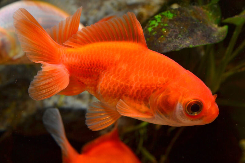 orange-wakin-fish-in-aquarium