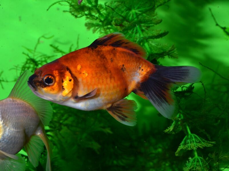 orange-wakin-goldfish-in-aquarium