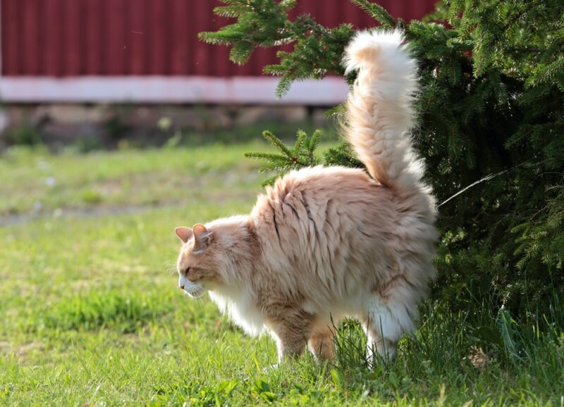 A norwegian forest cat male peeing in bush
