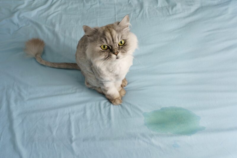 Domestic grey cat sitting near wet or pee spot on the bed
