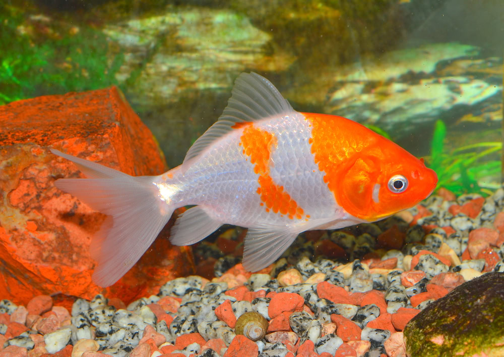 wakin-goldfish-in-aquarium
