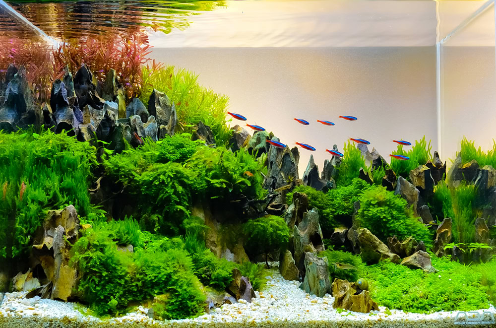 Aquarium Tank Aquascape