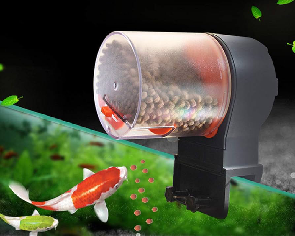 fish eating pellets from automatic fish feeder