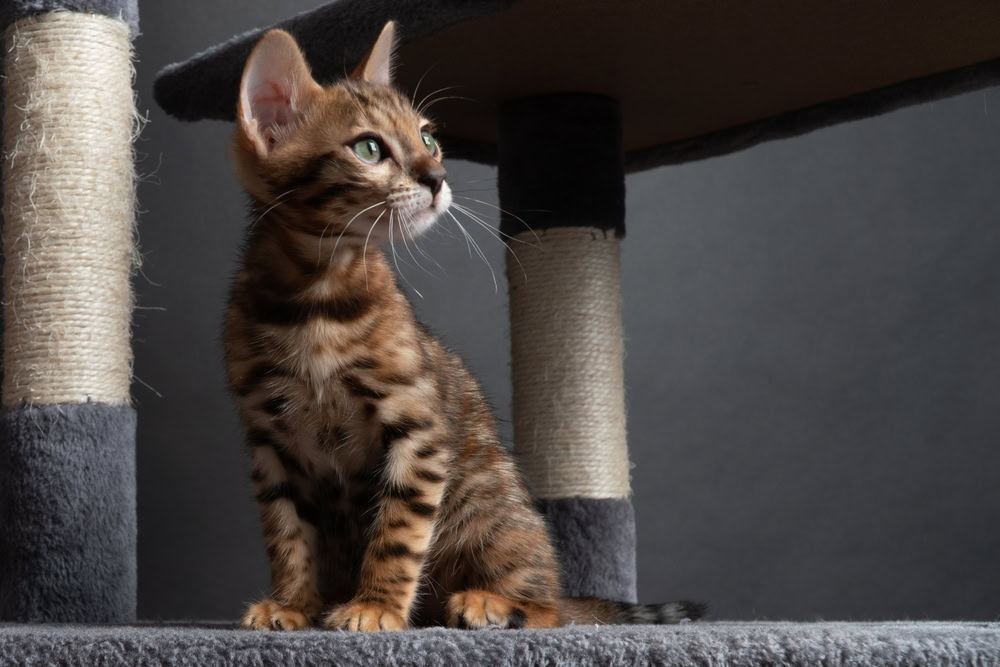 beautiful Bengal cat is playing on the scratching post