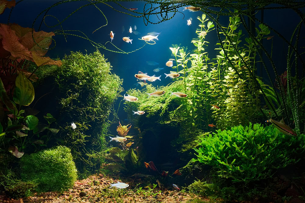 low light aquarium with plants and fish