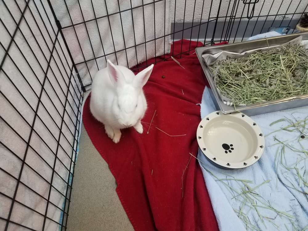 white-bunny-or-rabbit-in-cage-or-crate-with-litter-box