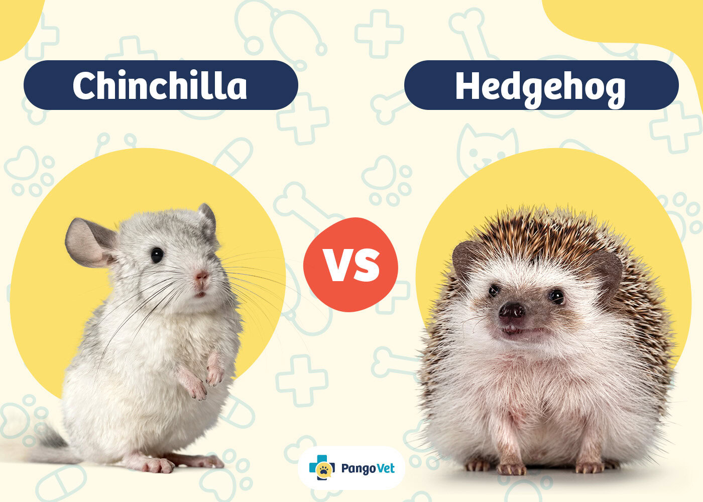 PangoVet_Chinchilla vs Hedgehogs
