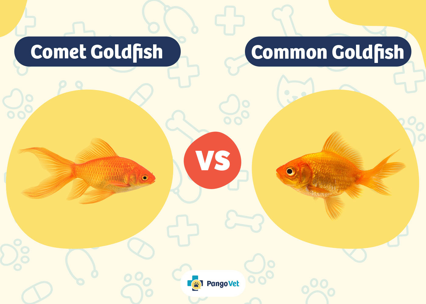 PangoVet_Comet Goldfish vs Common Goldfish