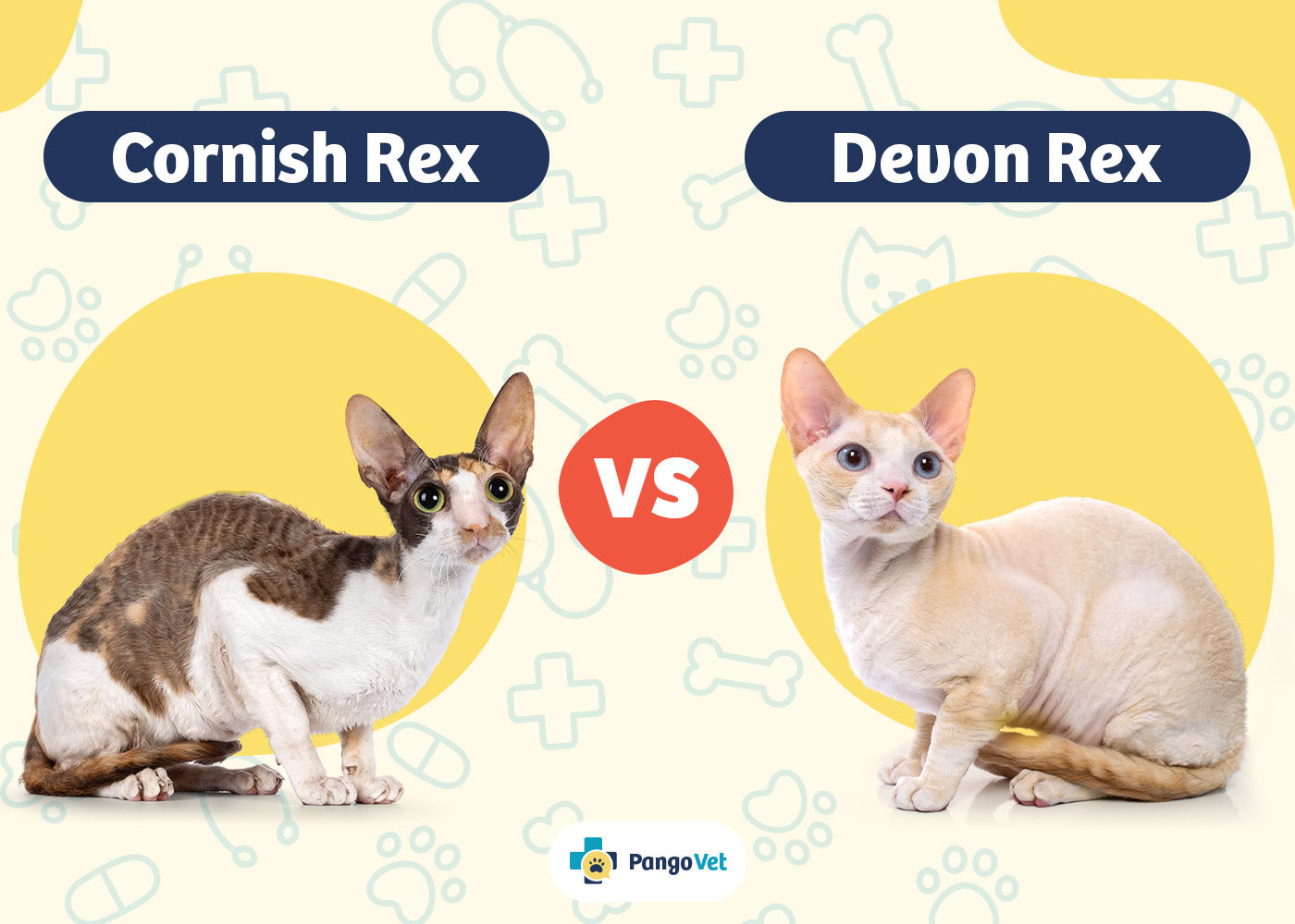 PangoVet_Cornish Rex vs Devon Rex