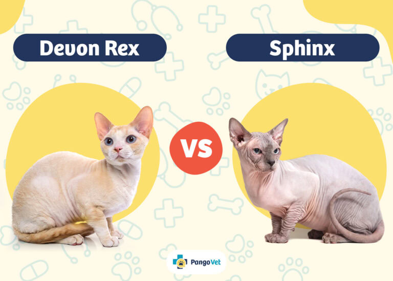 Devon Rex vs Sphynx: Key Differences (With Pictures) | The Vet Desk