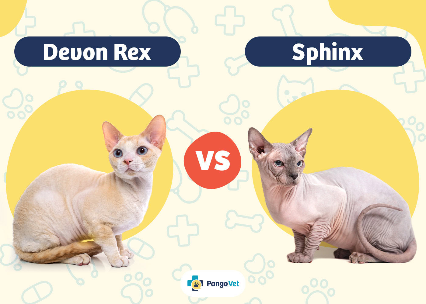PangoVet_Devon Rex vs Sphinx