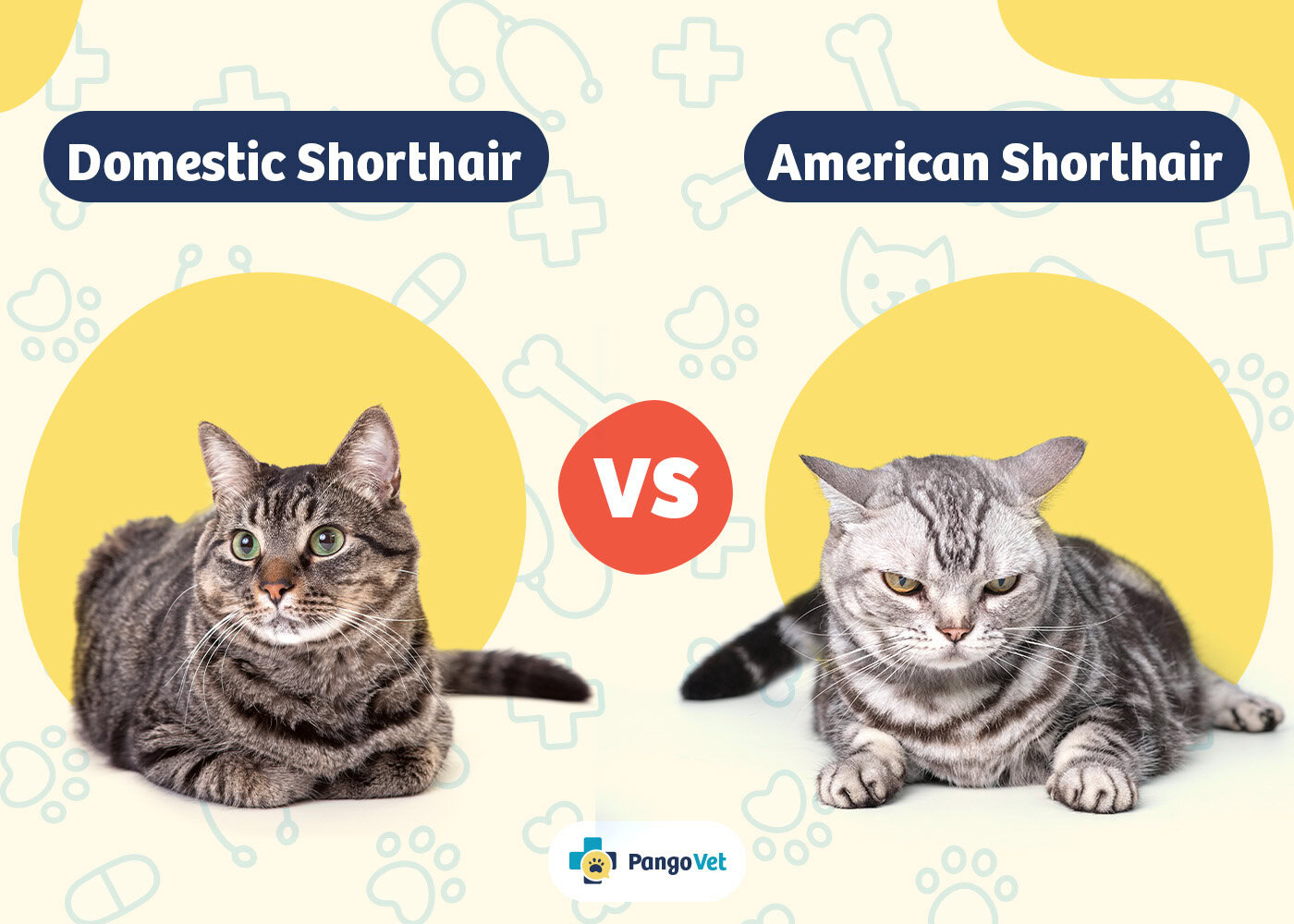 PangoVet_Domestic vs American Shorthair