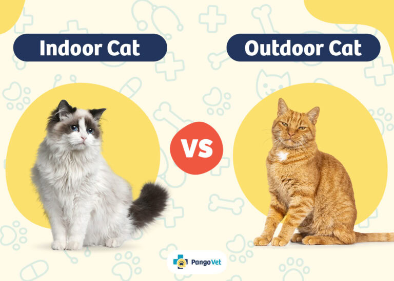 Outdoor Cat Risks Indoor vs Outdoor Cats: Pros & Cons Explained (With Pictures) | The Vet ...