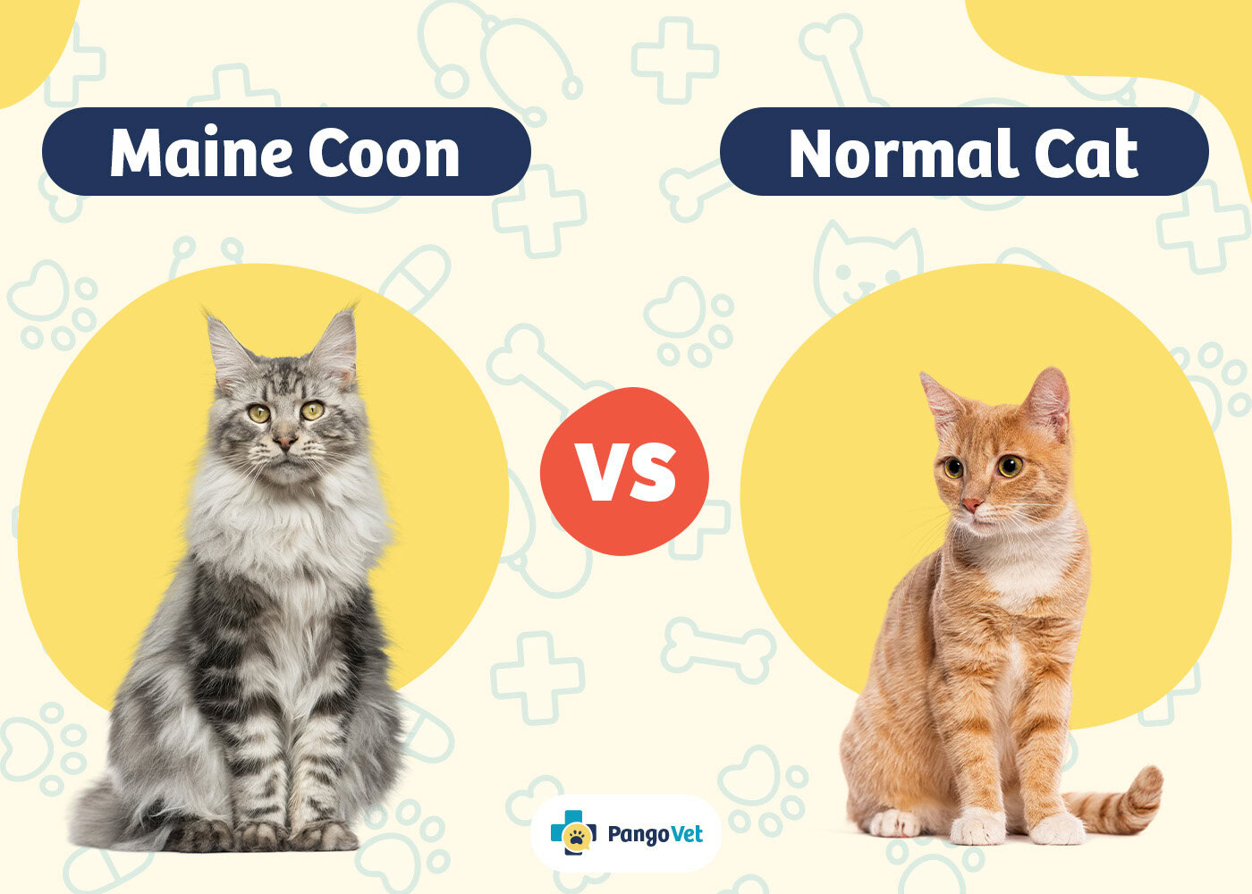 PangoVet_Maine Coon vs Normal Cat