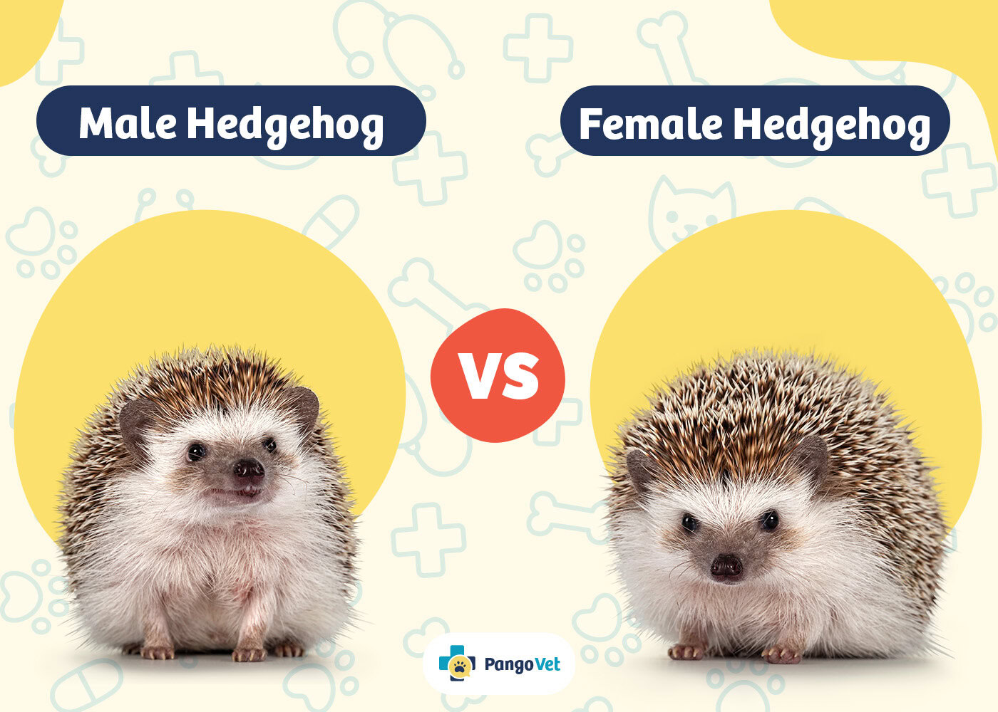 PangoVet_Male Hedgehog vs Female Hedgehog