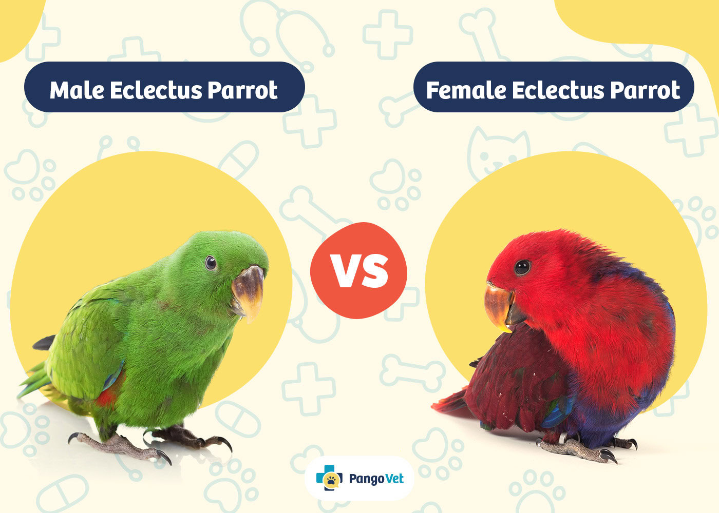PangoVet_Male vs Female Eclectus Parrot