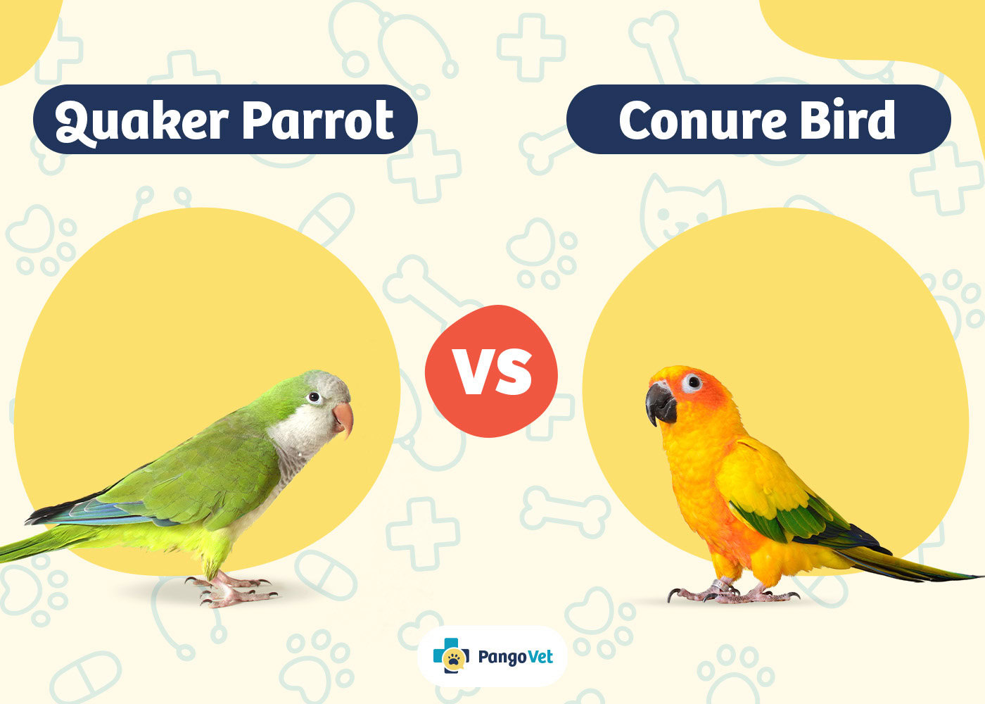 PangoVet_Quaker Parrot vs Conure