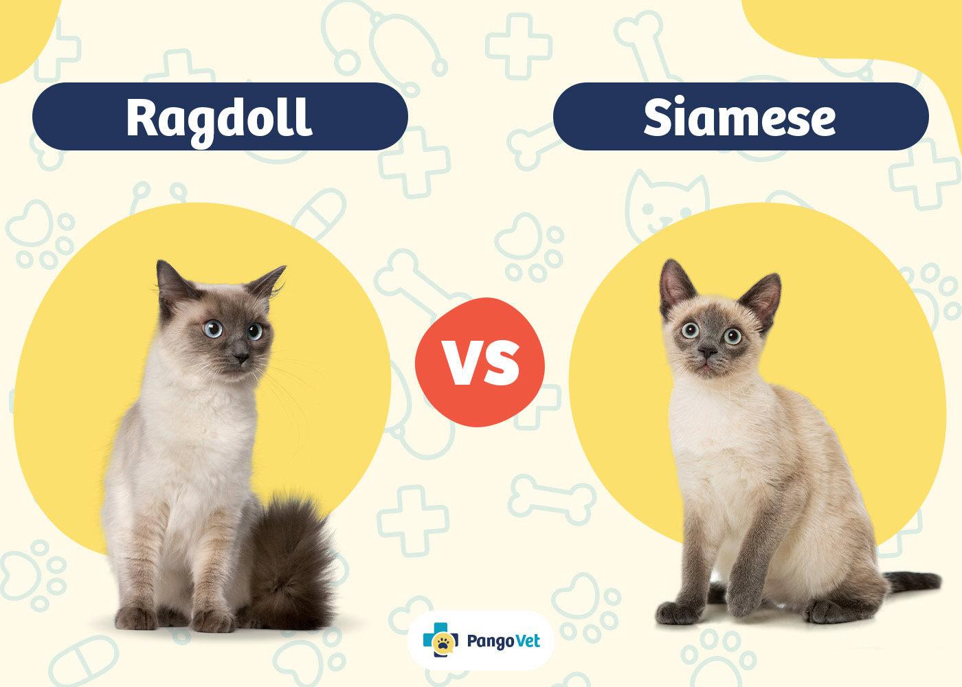 PangoVet_Ragdoll vs Siamese