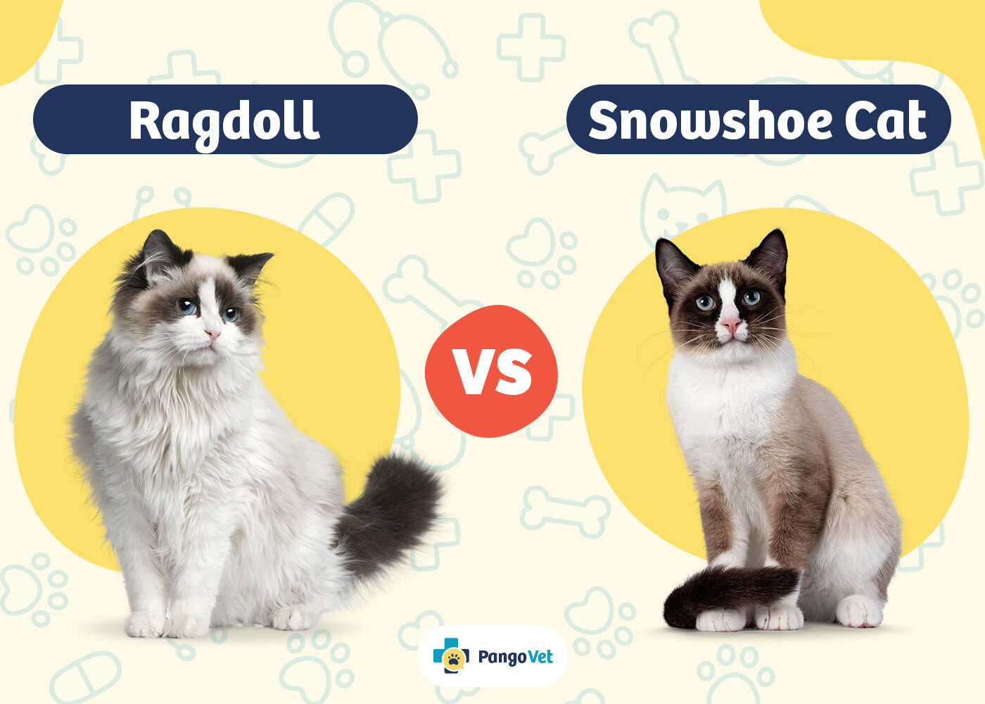 PangoVet_Ragdoll vs Snowshoe Cat