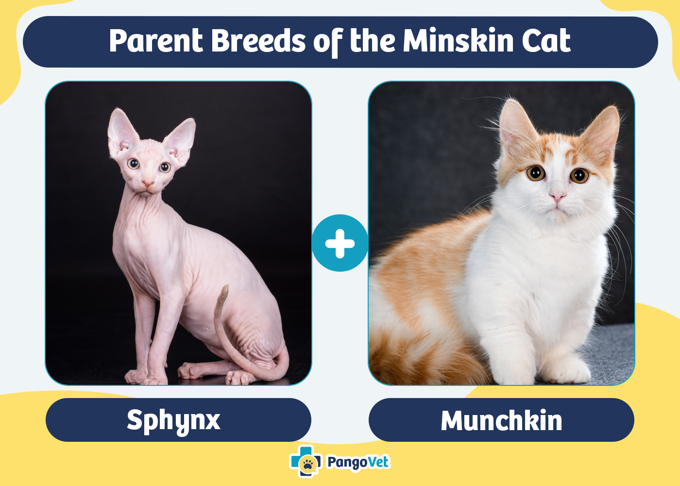 Parent Breeds of the Minskin Cat