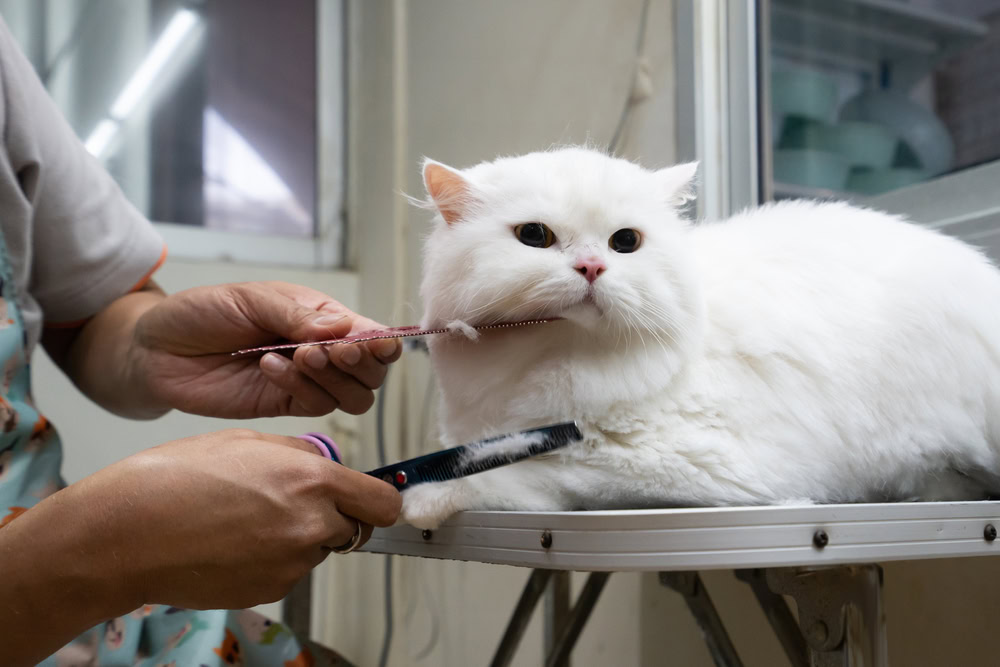 Fluffy white Persian cat lying comfortably on table while getting a new haircut with scissor and comb by professional groomer