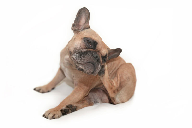 french bulldog scratching head