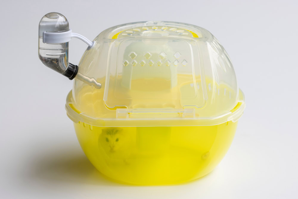 A winter white dwarf hamster in a plastic portable hamster cage