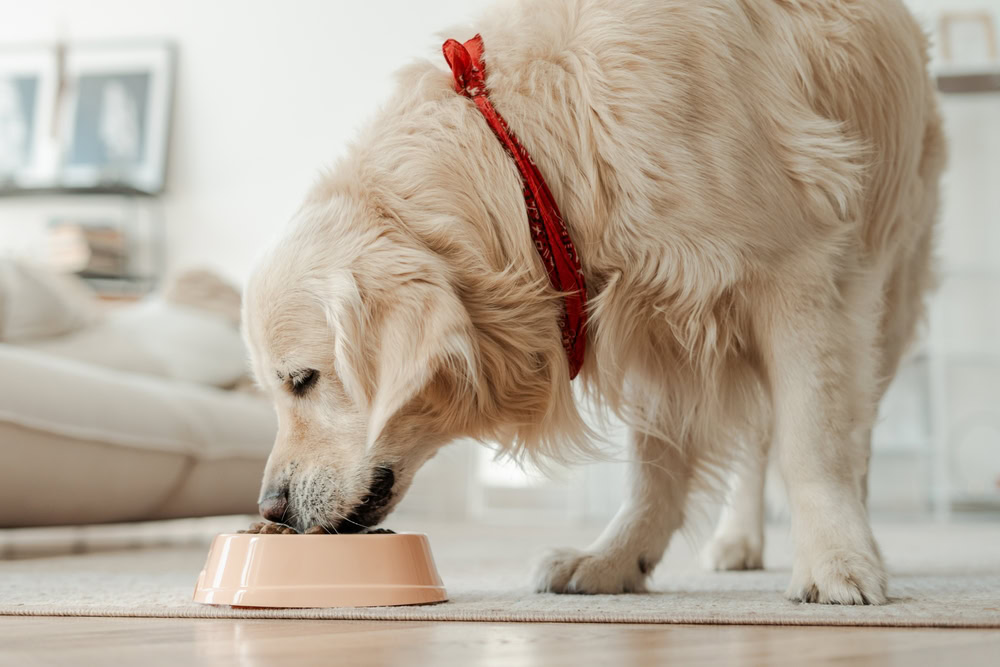golden retriever eating