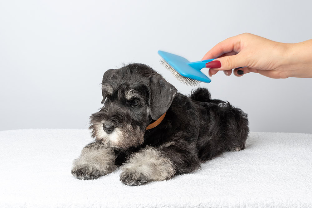 hand brushing a miniature schnauzer dog