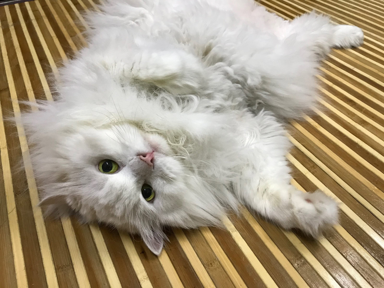 A white persian cat laying on a bamboo mat