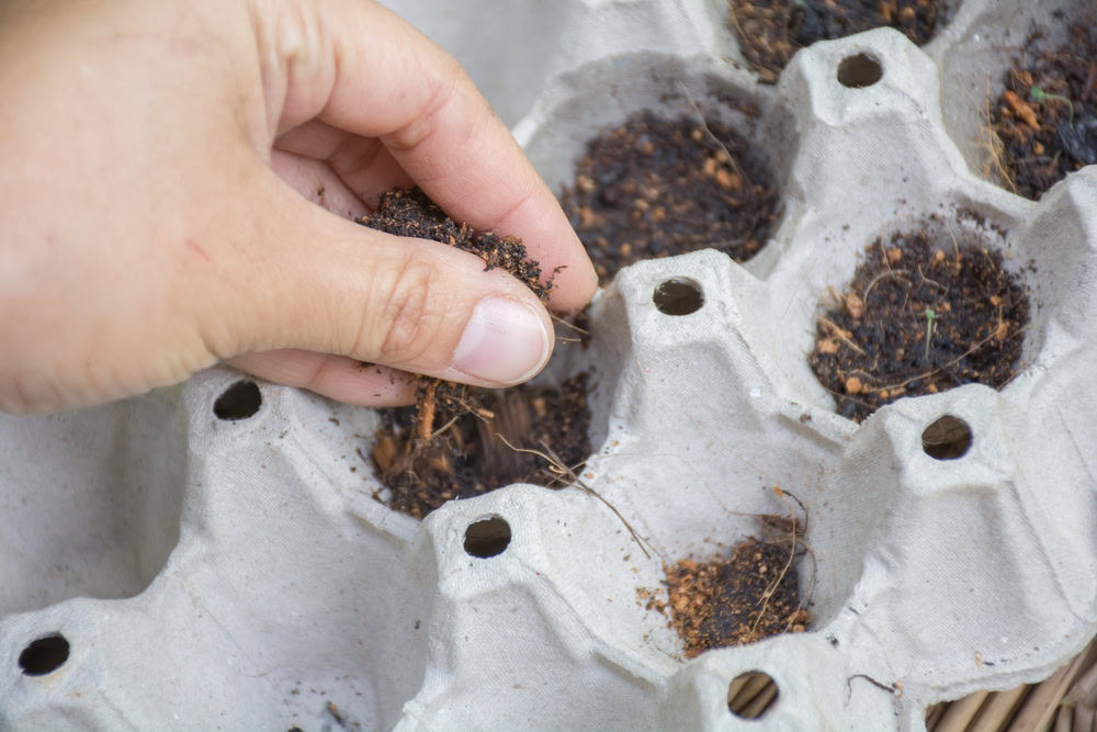 Catnip seed planting