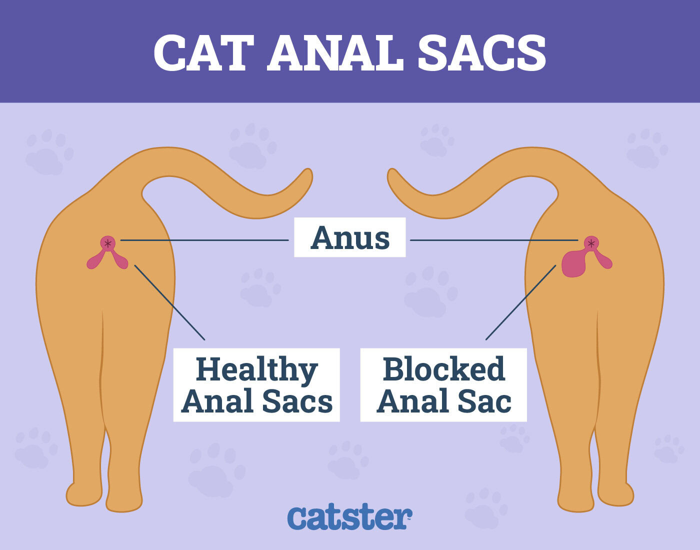 Anal glands cat Catster infographic